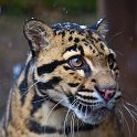slides/_MG_4355.jpg wildlife, feline, big cat, cat, predator, fur, marking, clouded, leopard, eye WBCS7 - Clouded Leopard